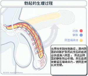 阴茎勃起角度和以前不一样，这种情况要紧吗？-两性知识丨两性健康--你想了解的我都知道