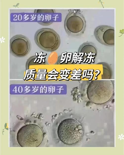 冻卵和冻卵巢组织有什么区别