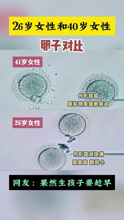 冻卵和冻卵巢组织有什么区别