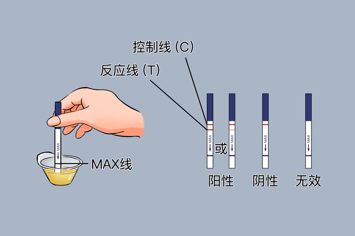 排卵试纸怎么用才准确