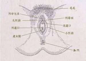 性欲低还阴道干涩,同房总不舒服到底该怎么调理?-两性知识丨两性健康--你想了解的我都知道
