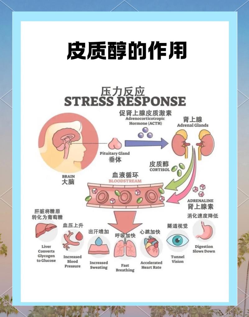 压力荷尔蒙皮质醇会压制性欲吗