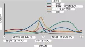 月经前突然疯狂想吃甜的,多半是激素在拉扯-两性知识丨两性健康--你想了解的我都知道