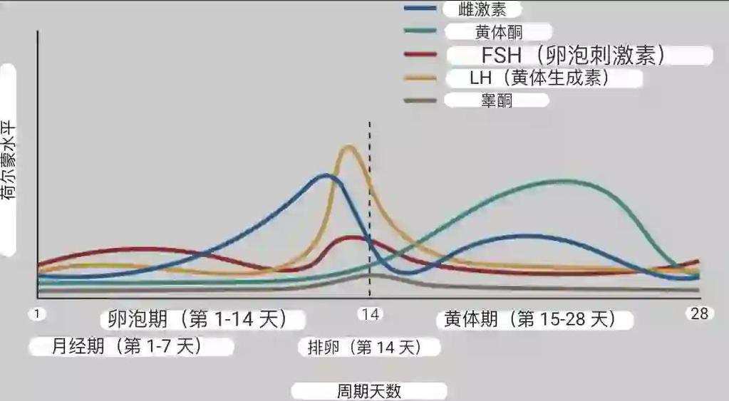 月经前一周嗜甜是激素在波动吗-示意图
