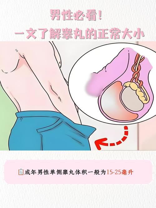 睾丸体积和精子数量有关吗