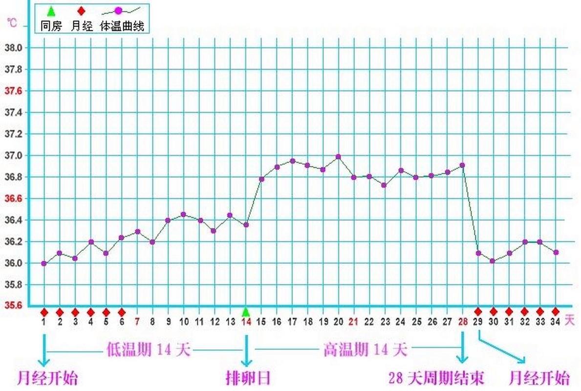 基础体温曲线怎么看排卵日